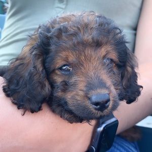 Meet your Posher, Maddi